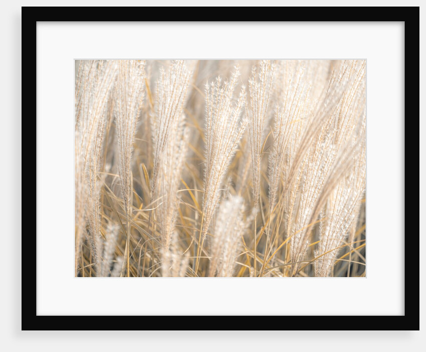 Japanese Silver Grass by Assaf Frank